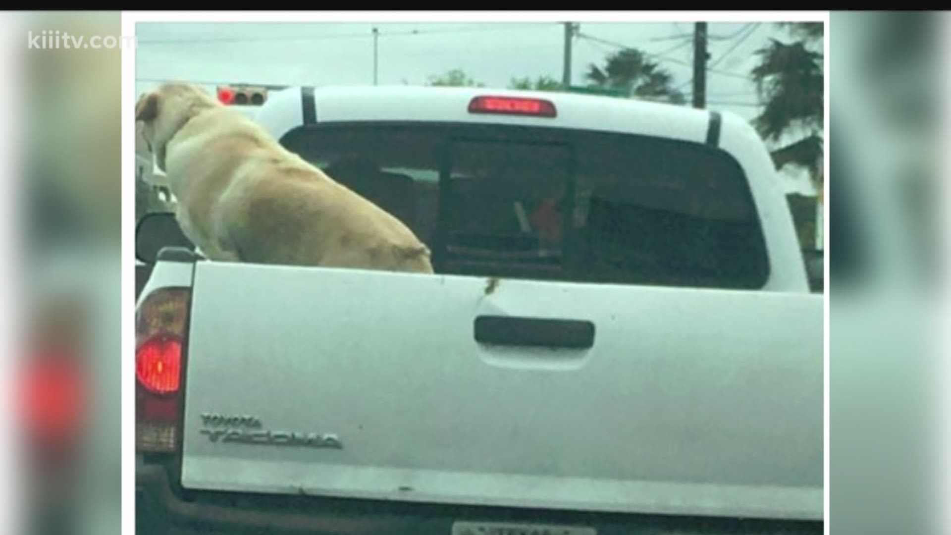 Dog in truck outlet bed