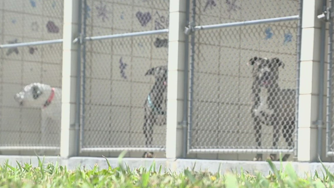 Animal Care Services considers releasing internal tool - Vimarsana News
