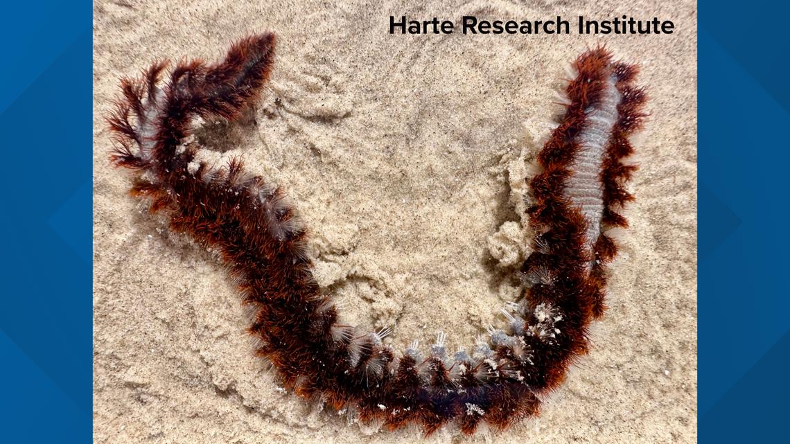 Fireworms found on area beaches, what to do if you get stung