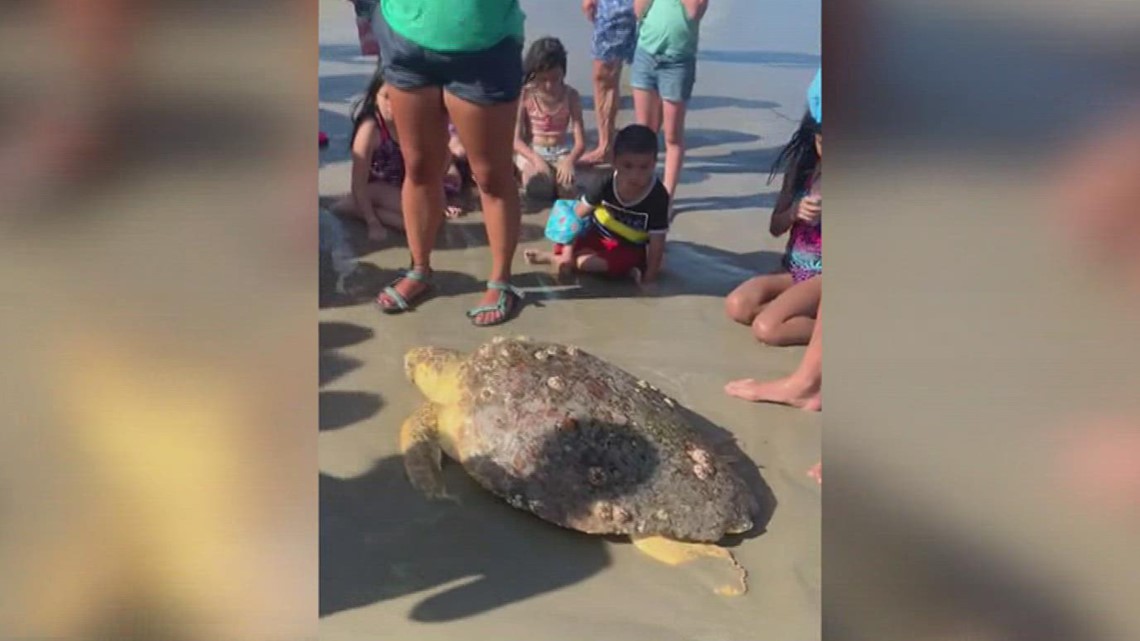 Tourist couple saves 100 year-old stranded sea turtle