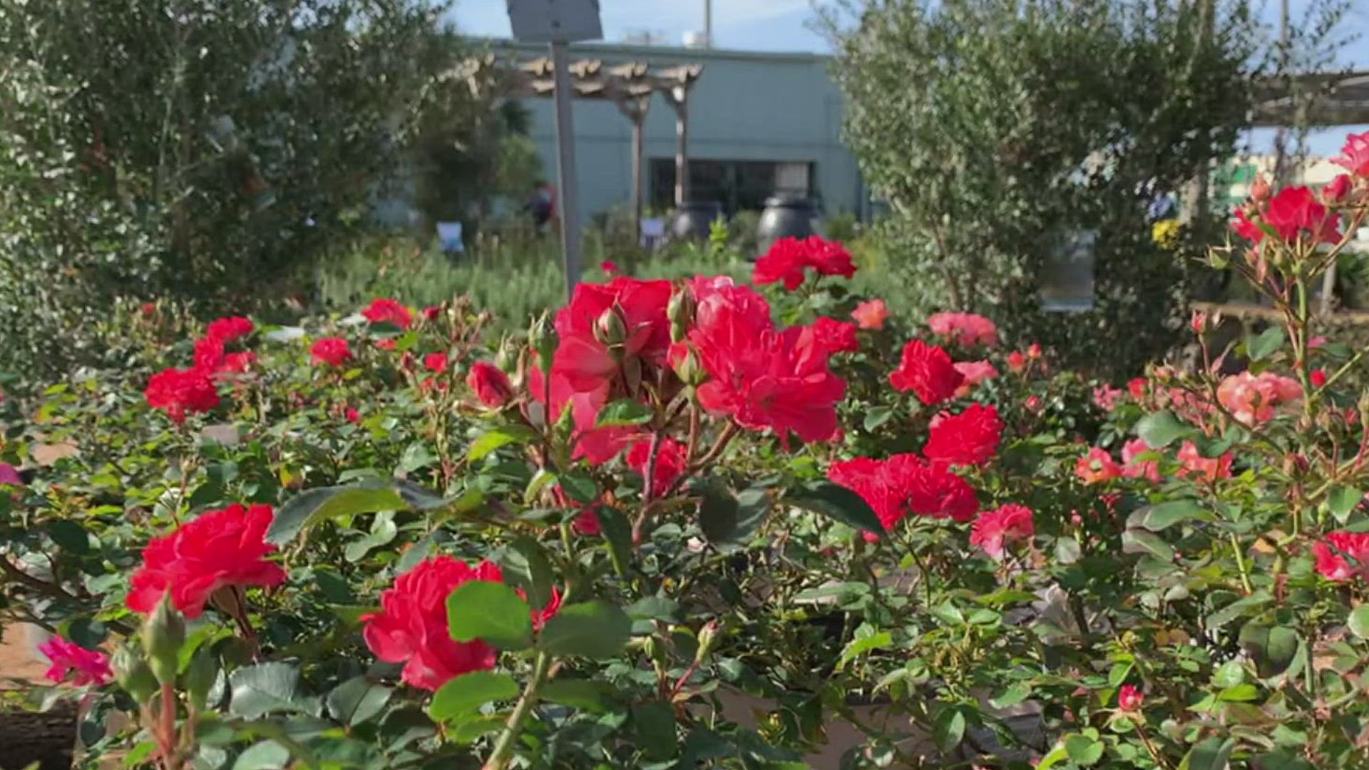 Covering plants with a freeze cloth, adding Christmas lights between plants and bringing potted plants inside are just a few things you can do.