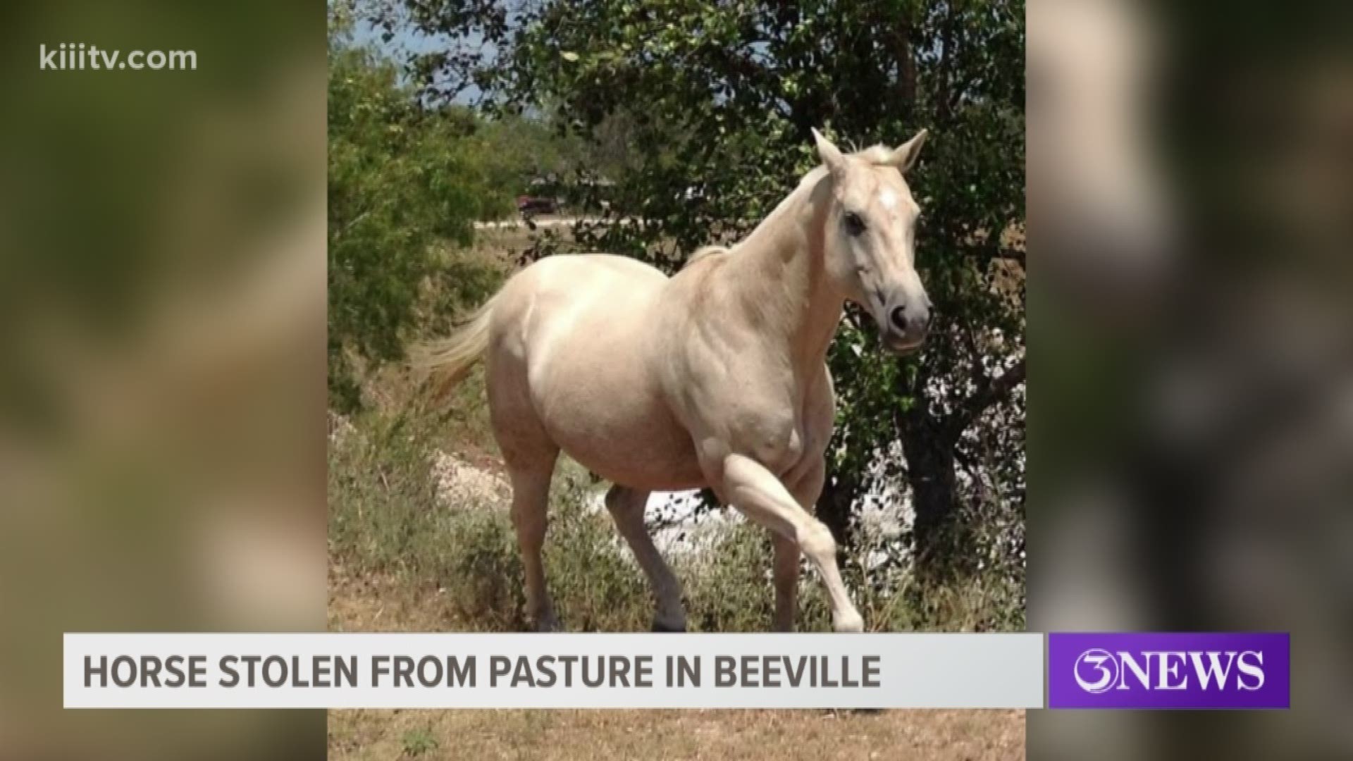 A Beeville, Texas, woman is desparately searching for her horse. She believes it was stolen from her pasture sometime on Monday.
