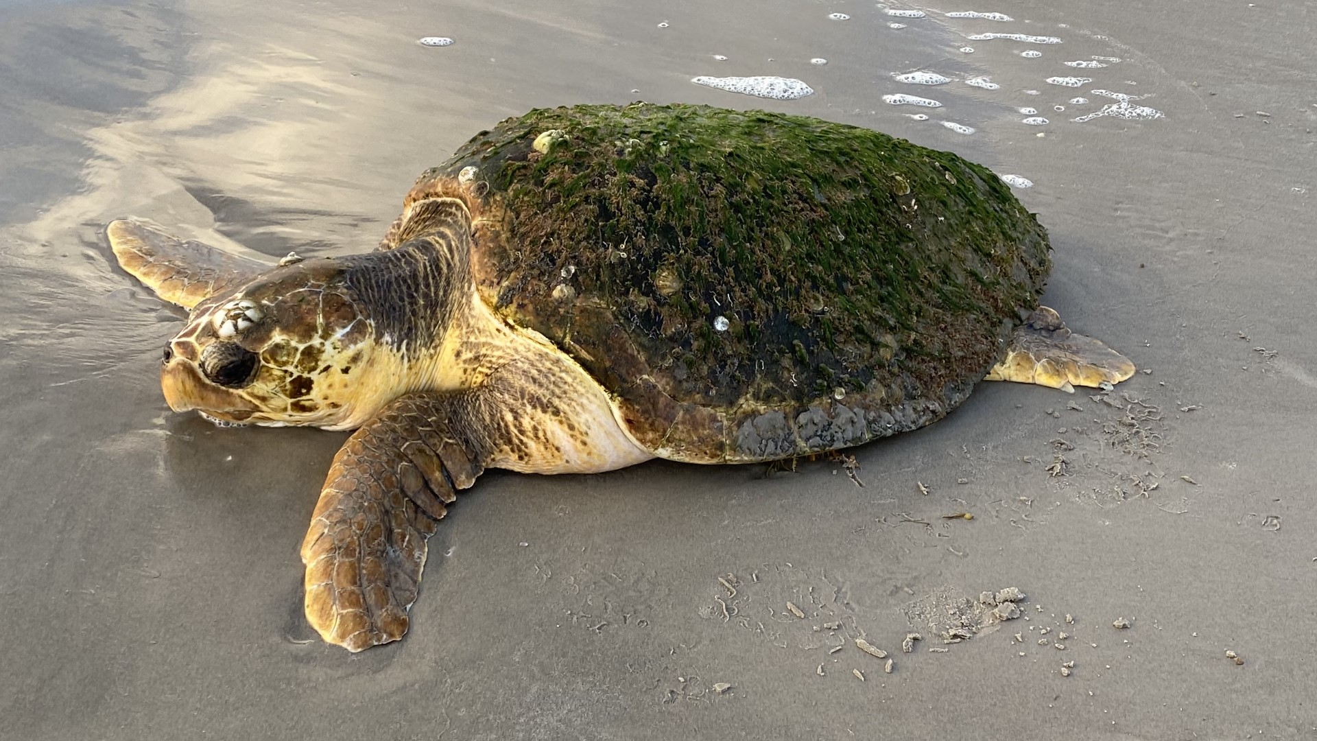 What Sea Turtles Can You Find In Texas 