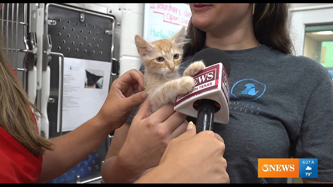 Looking to adopt a cat today? | kiiitv.com