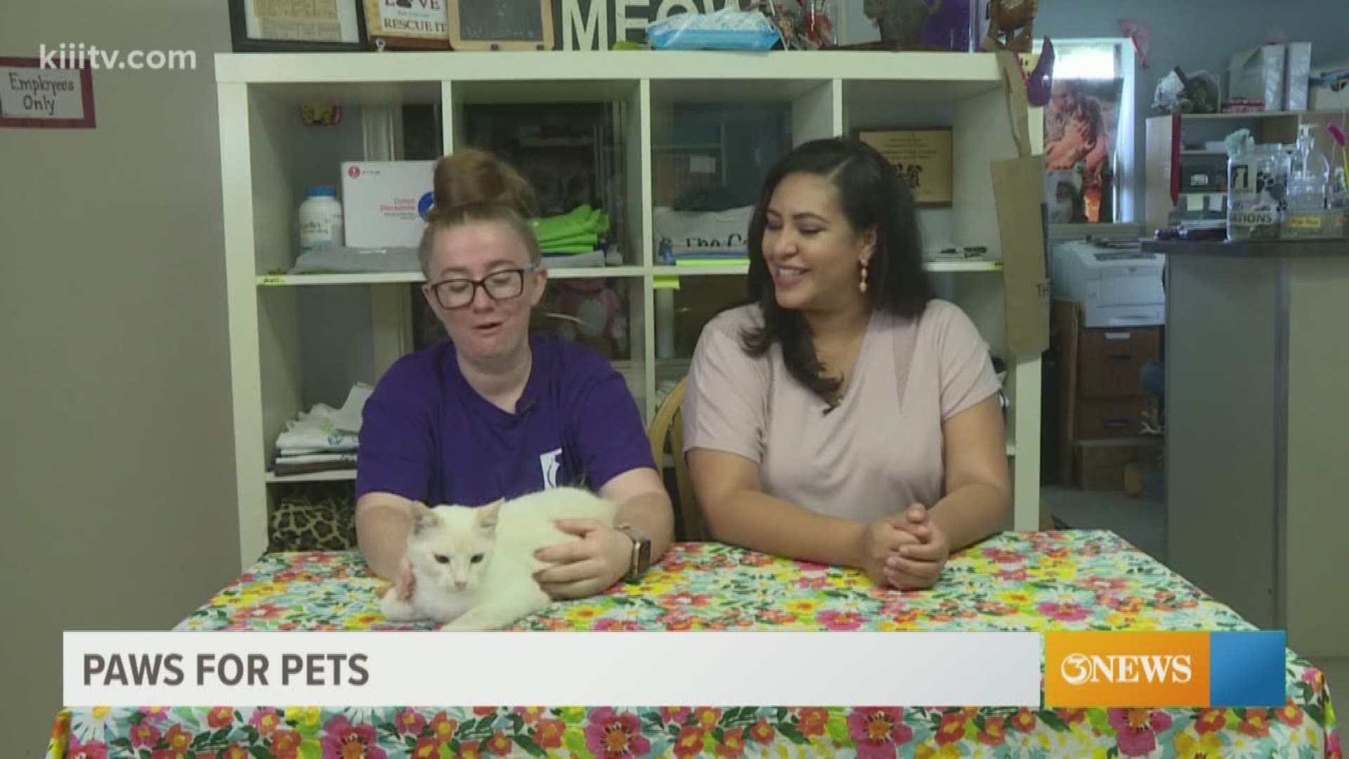 Taking a look at one cute kitty you can adopt.