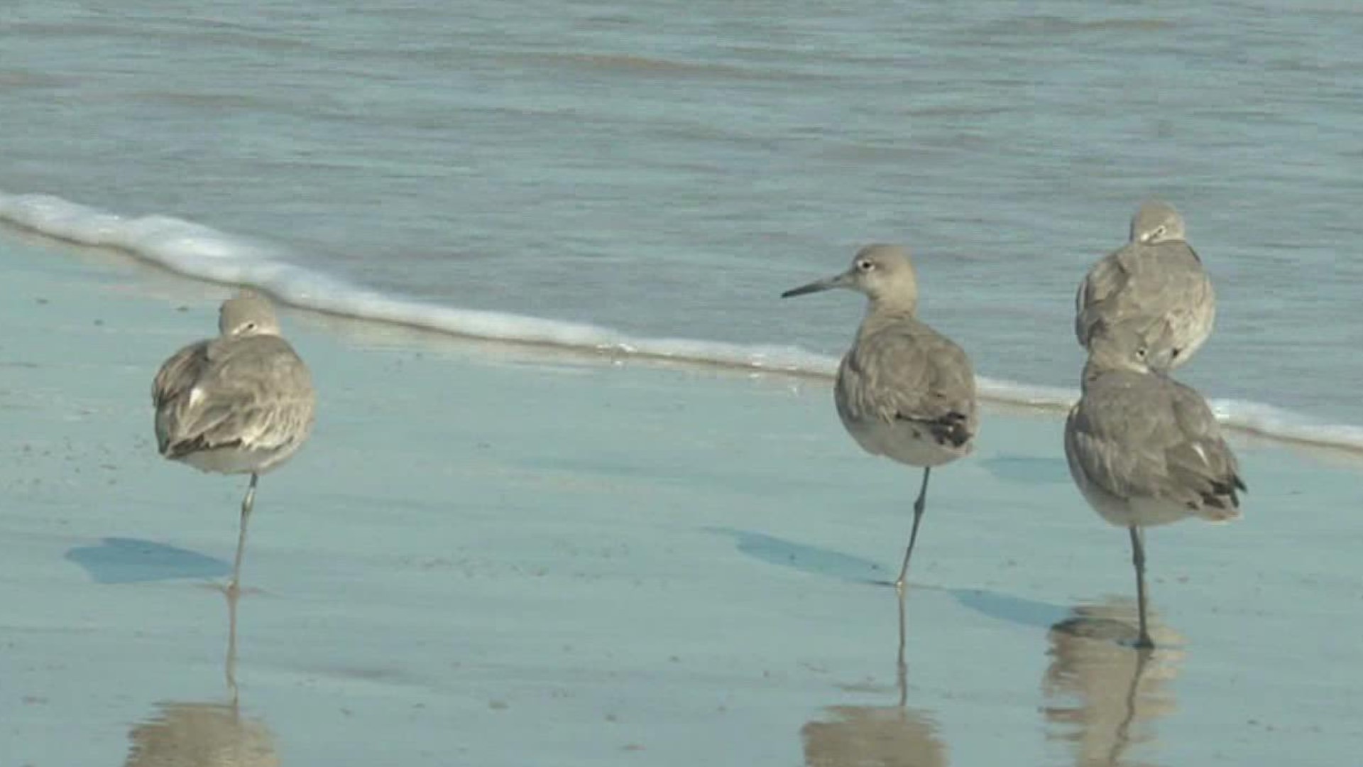 The month of April has been designated as Beach Safety and Rip Current Awareness Month in the state of Texas.