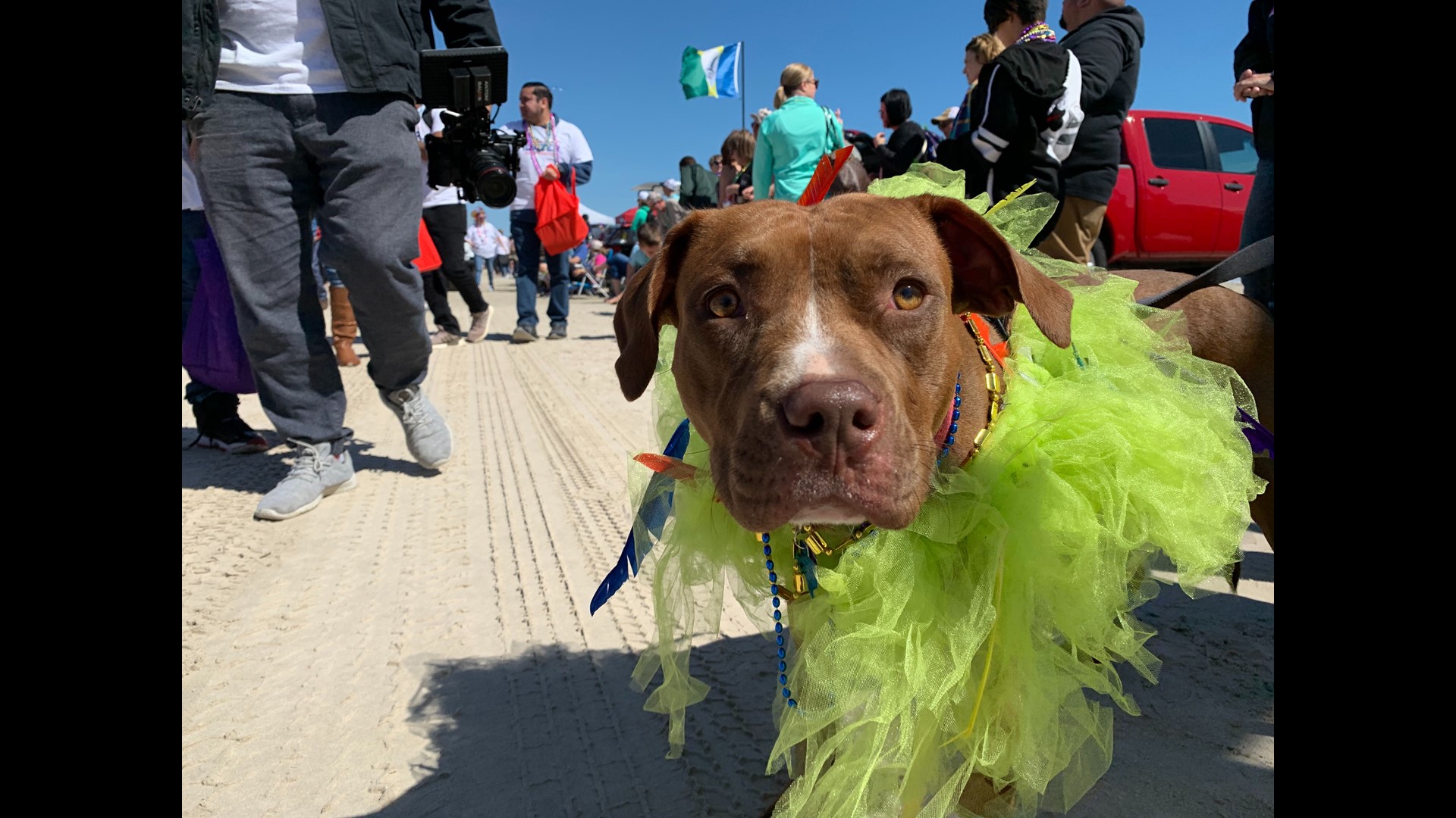 barefoot mardi gras parade 2025