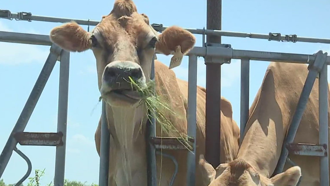 Property, livestock theft now trackable in Jim Wells County - Vimarsana News