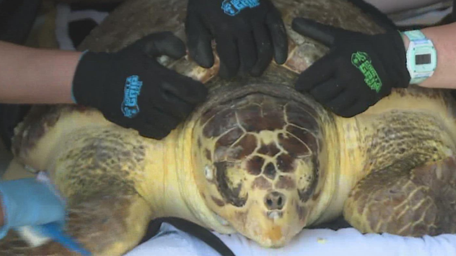 The exact cause of the turtle stranding's is still unknown, but ARK Program Coordinator Alicia Walker says it appears the diet of the turtles is a factor.