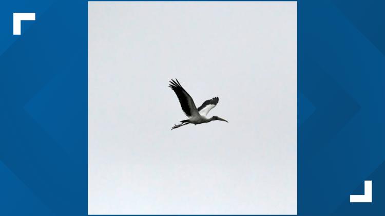 Wood storks arrive early at local refuge | kiiitv.com