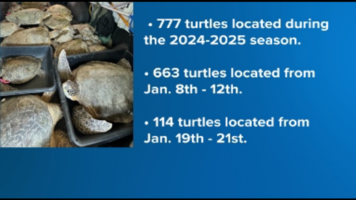 Update: a total of 777 cold stunned turtles saved in January | kiiitv.com