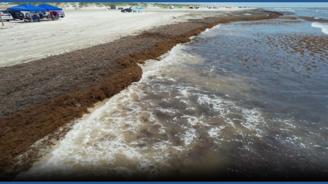 Summer crowds share Padre Island beaches with sargassum
