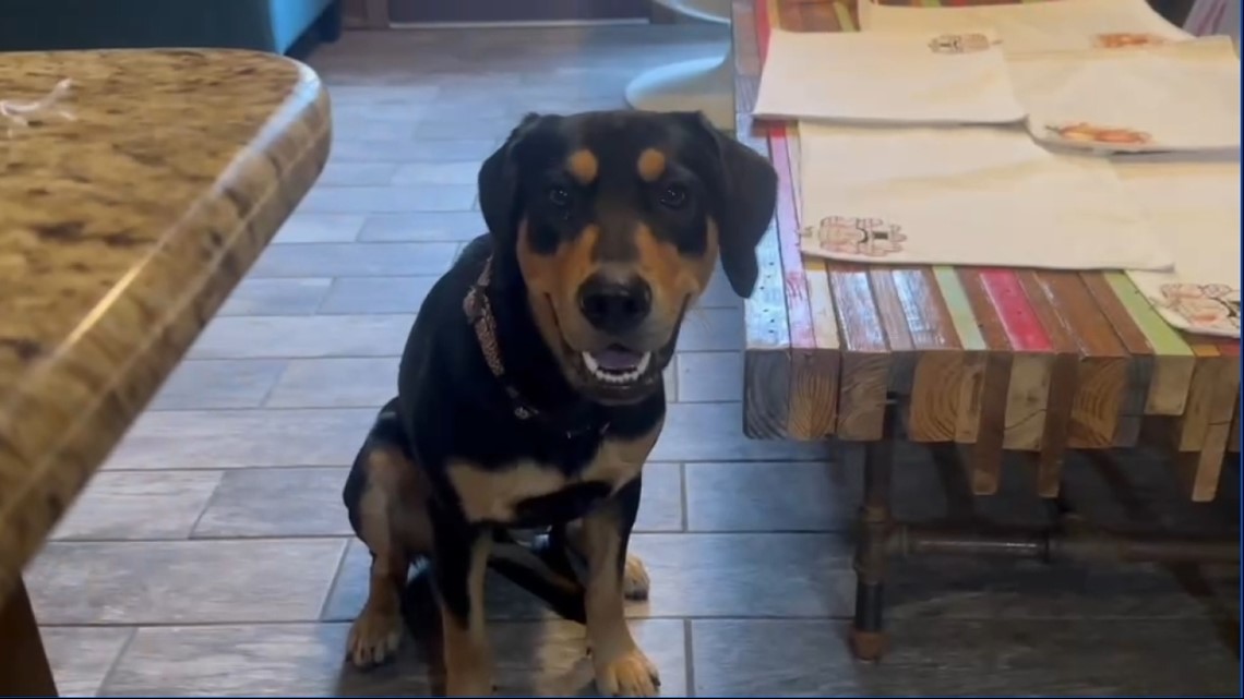 Veterinarians urge caution against giving dogs food at holidays - Vimarsana News