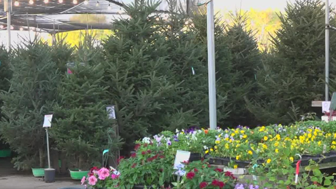 Corpus Christi garden center gives Christmas tree care tips