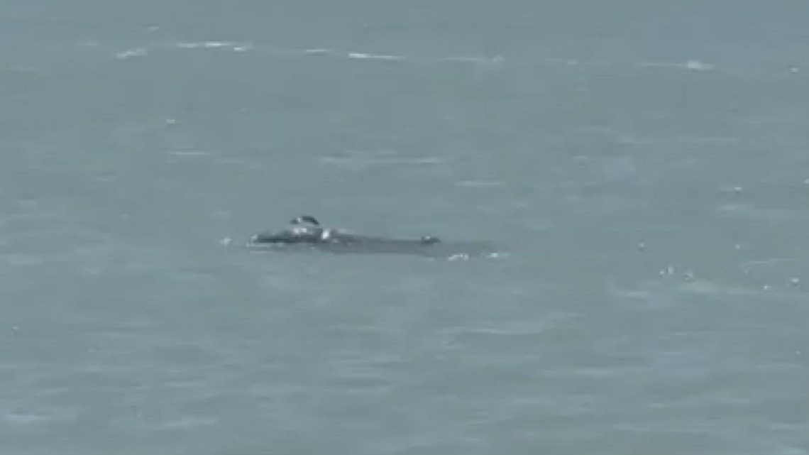 Dead dolphin sighting near Ingleside on the Bay prompts concern - Vimarsana News