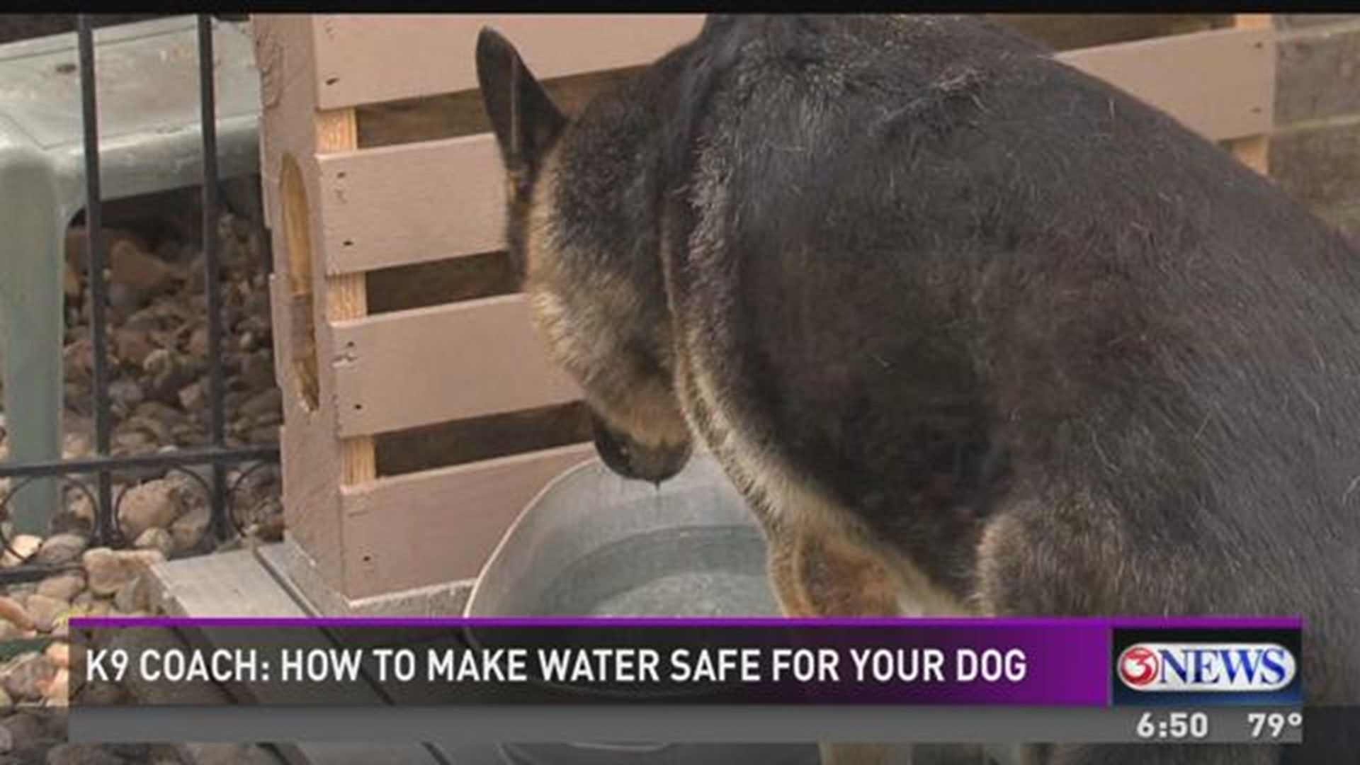 K-9 Coach: Water Boil Tips for Pets