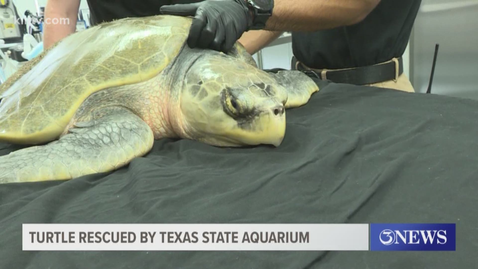 An endangered Kemp's Ridley sea turtle is recovering tonight thanks to a rescue team of veterinarians from TSA.