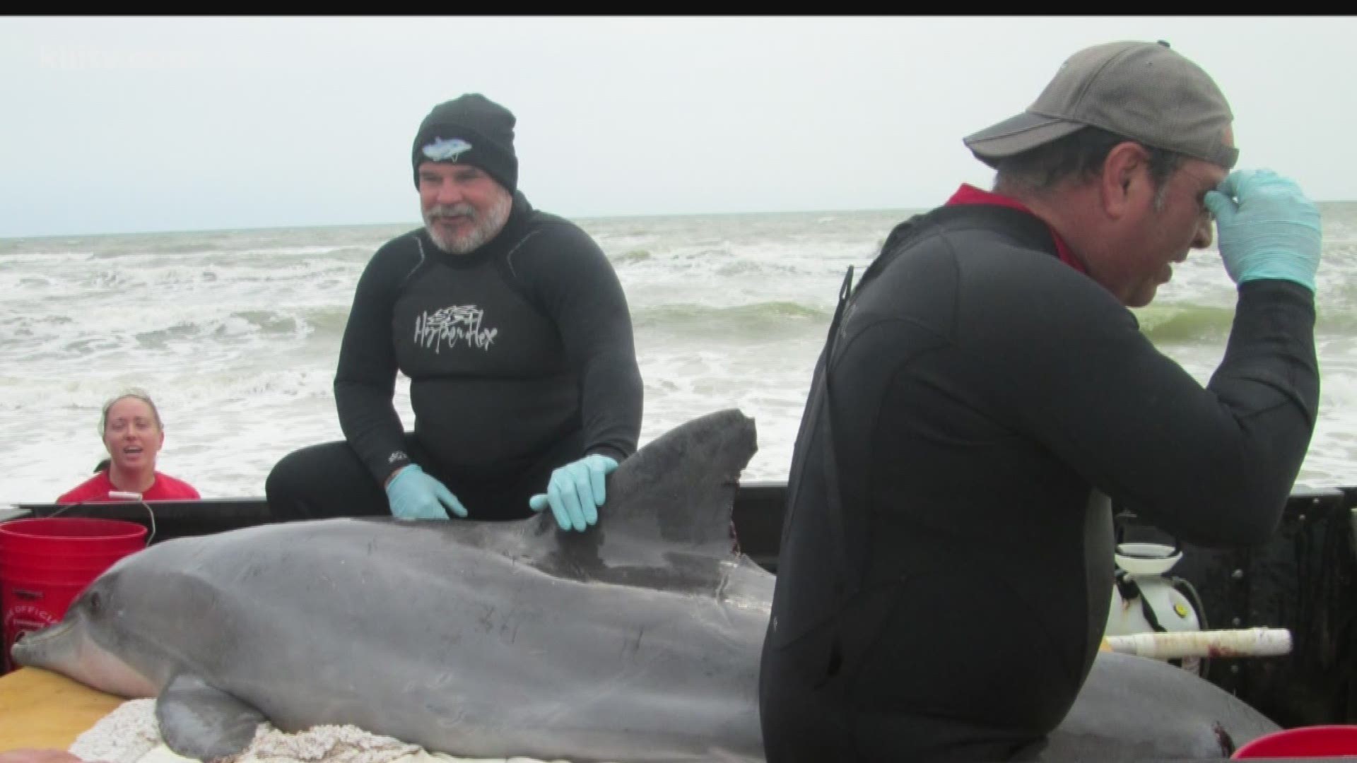 Volunteers rescue stranded dolphin from PINS