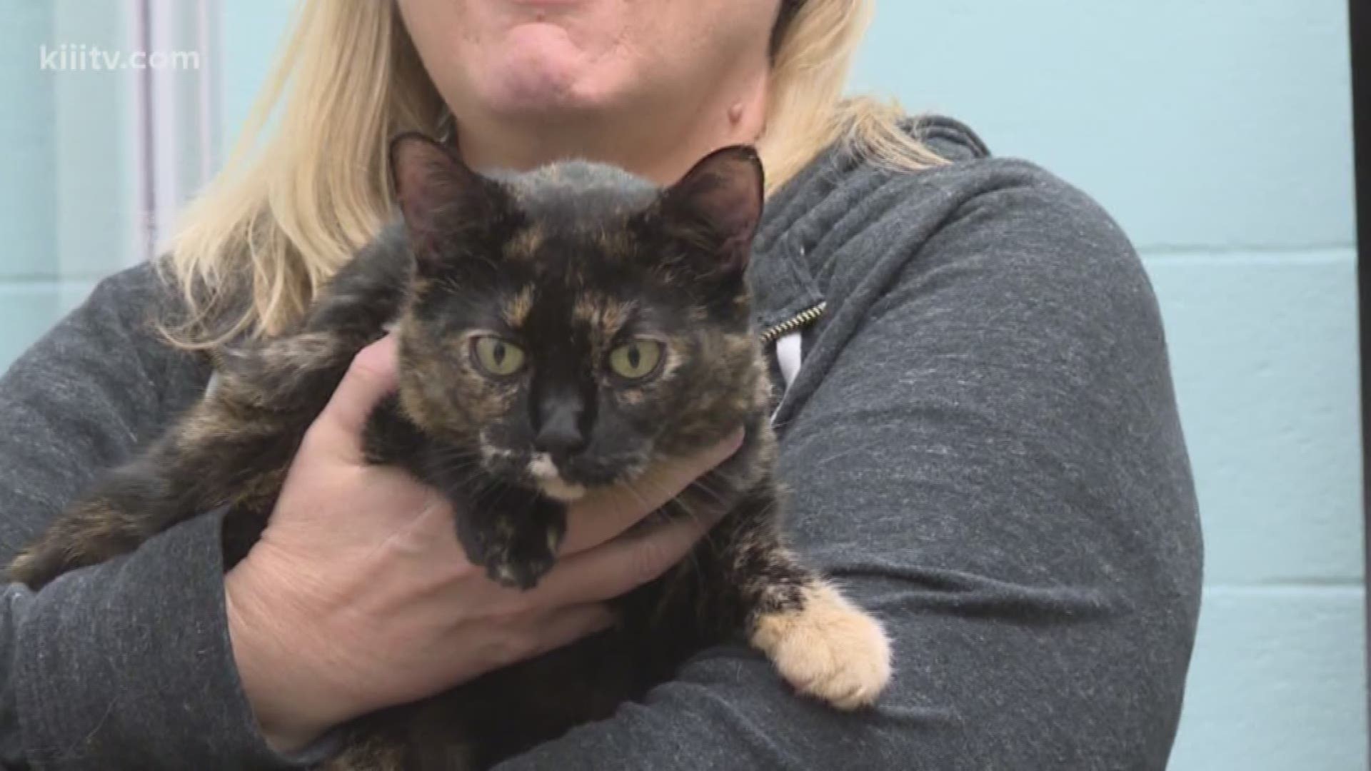 This Sunday's pet is this fluffy four year old cat names Callie. Head over to the Gulf Coast Humane Society to find our the requirements for adopting her or getting help with the right match for you and your home.