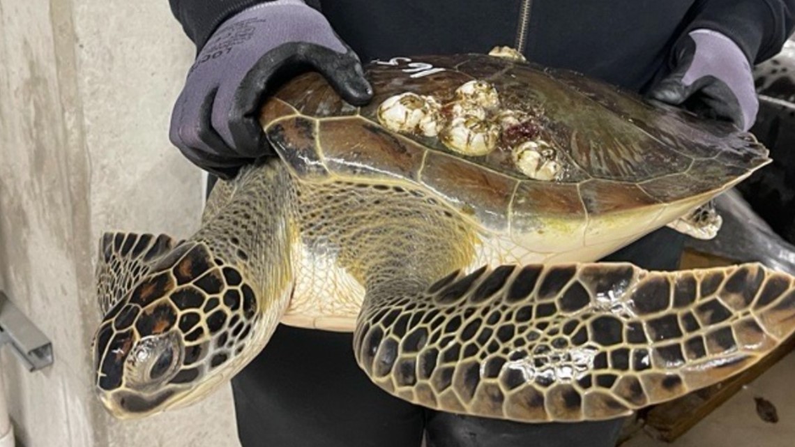 Texas State Aquarium staff treating 24 cold-stunned turtles | kiiitv.com