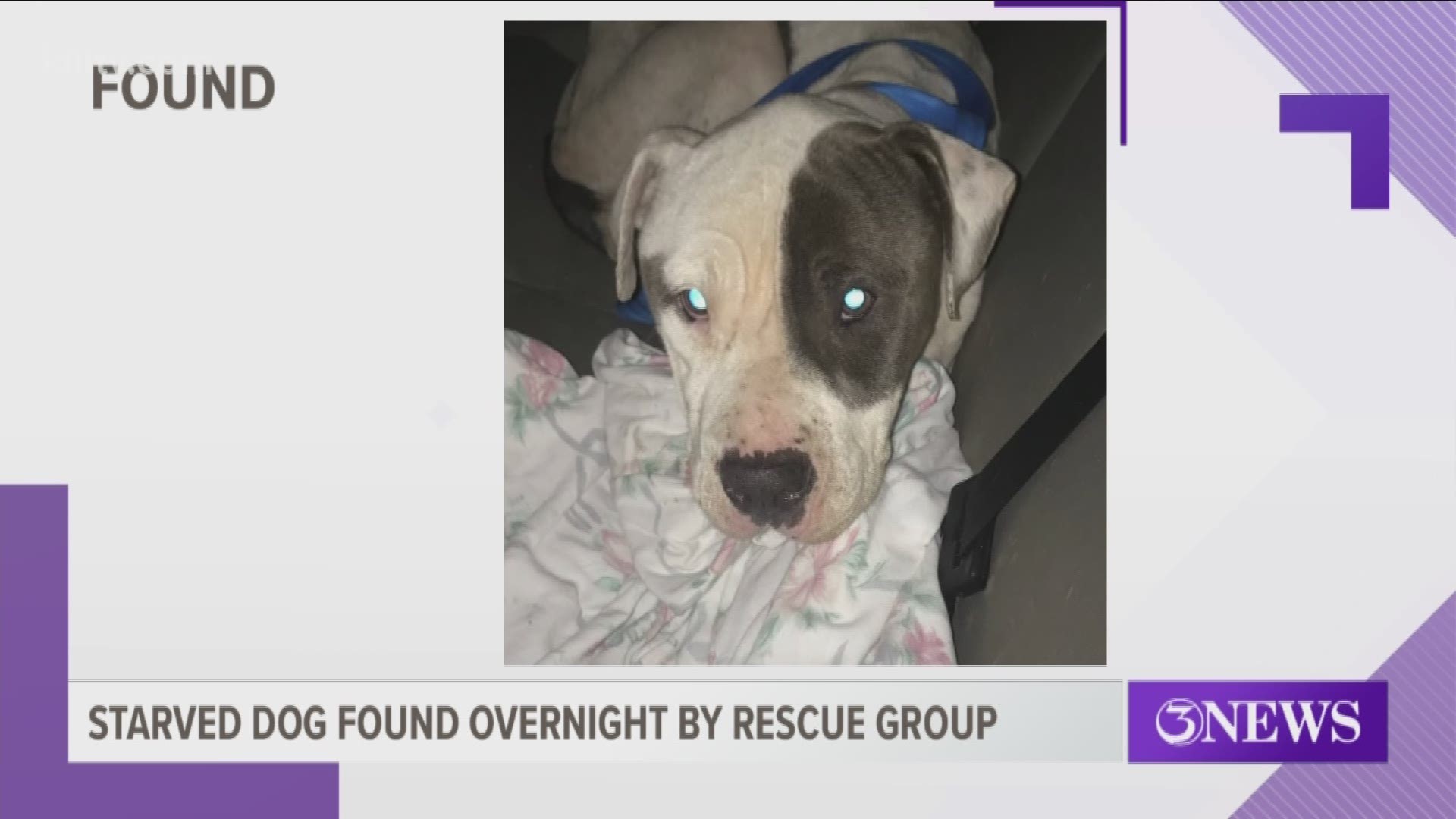 A dog that went missing on County Road 28 Friday has been found and is currently recovering.