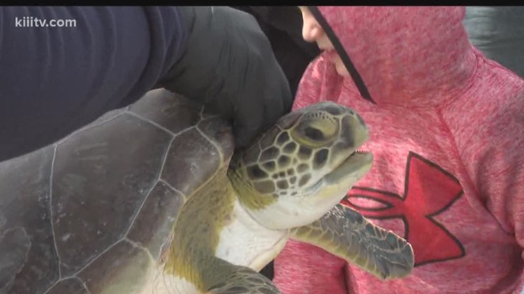 Be free, turtles! Sea turtles to be released Saturday morning