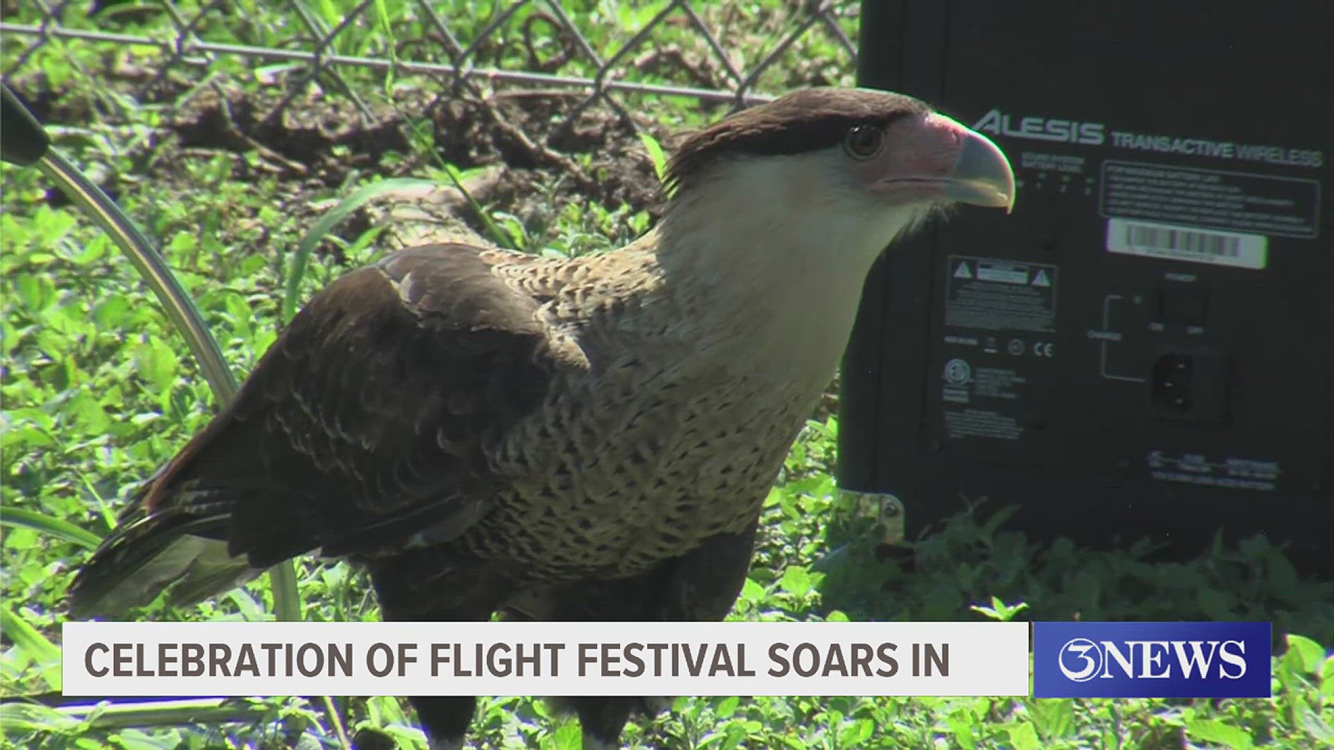 Now if you are a bird lover you can witness the many birds migrating in our area at the 'Hawk-Watch,' Celebration of Flight Festival.