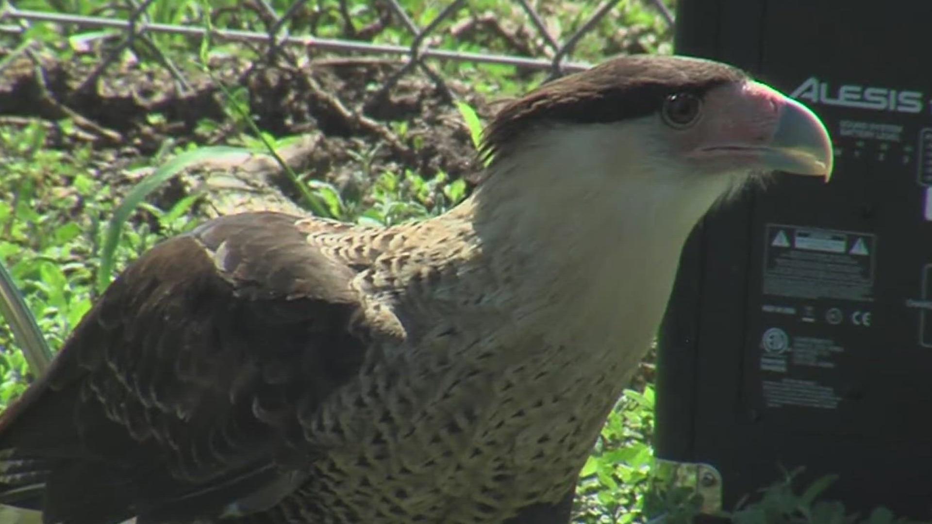 Now if you are a bird lover you can witness the many birds migrating in our area at the 'Hawk-Watch,' Celebration of Flight Festival.