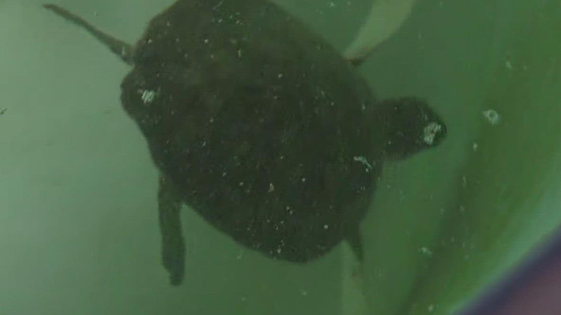 For 15 years, the Texas Sealife Center has rescued & rehabilitated sea turtles and birds. This weekend's events will help them raise money to continue their efforts.