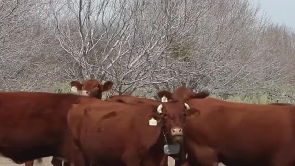 Texas A&M-Kingsville professor innovates cattle collars to combat screwworm threat near border