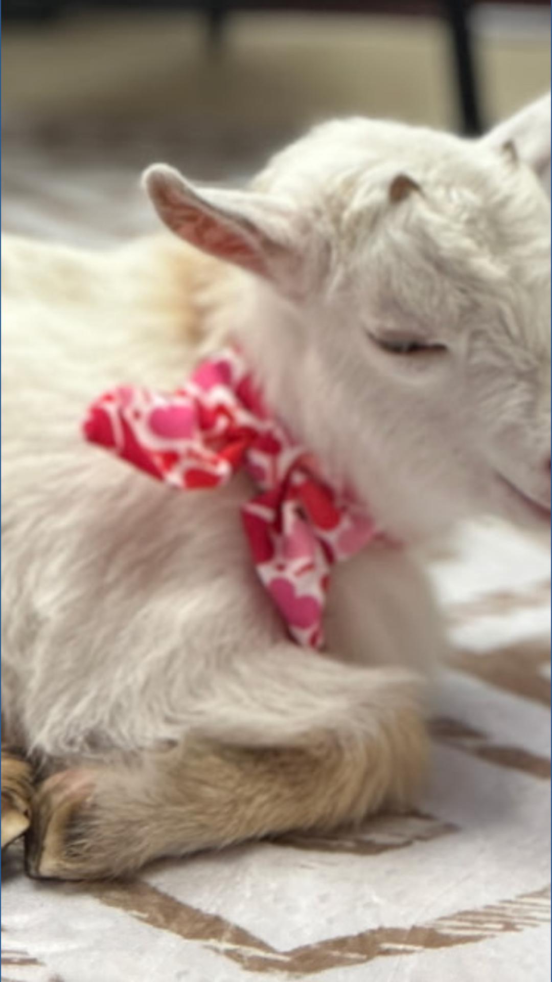 Tuloso-Midway teachers gifted with 'Goat-Grams' for Valentine's Day