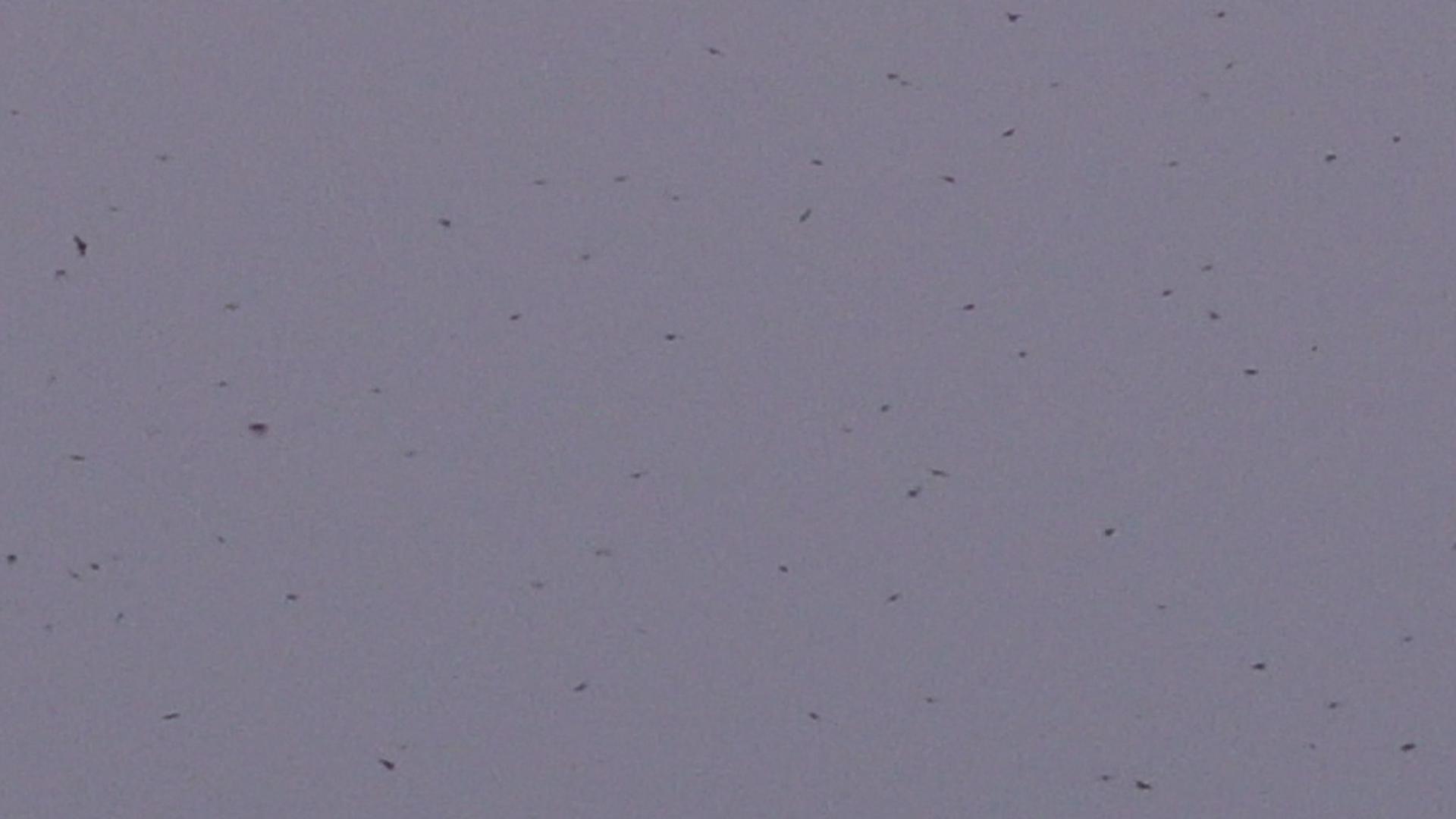 The purple martin birds are making their yearly migration  back from Brazil and Corpus Christi is a part of their journey!