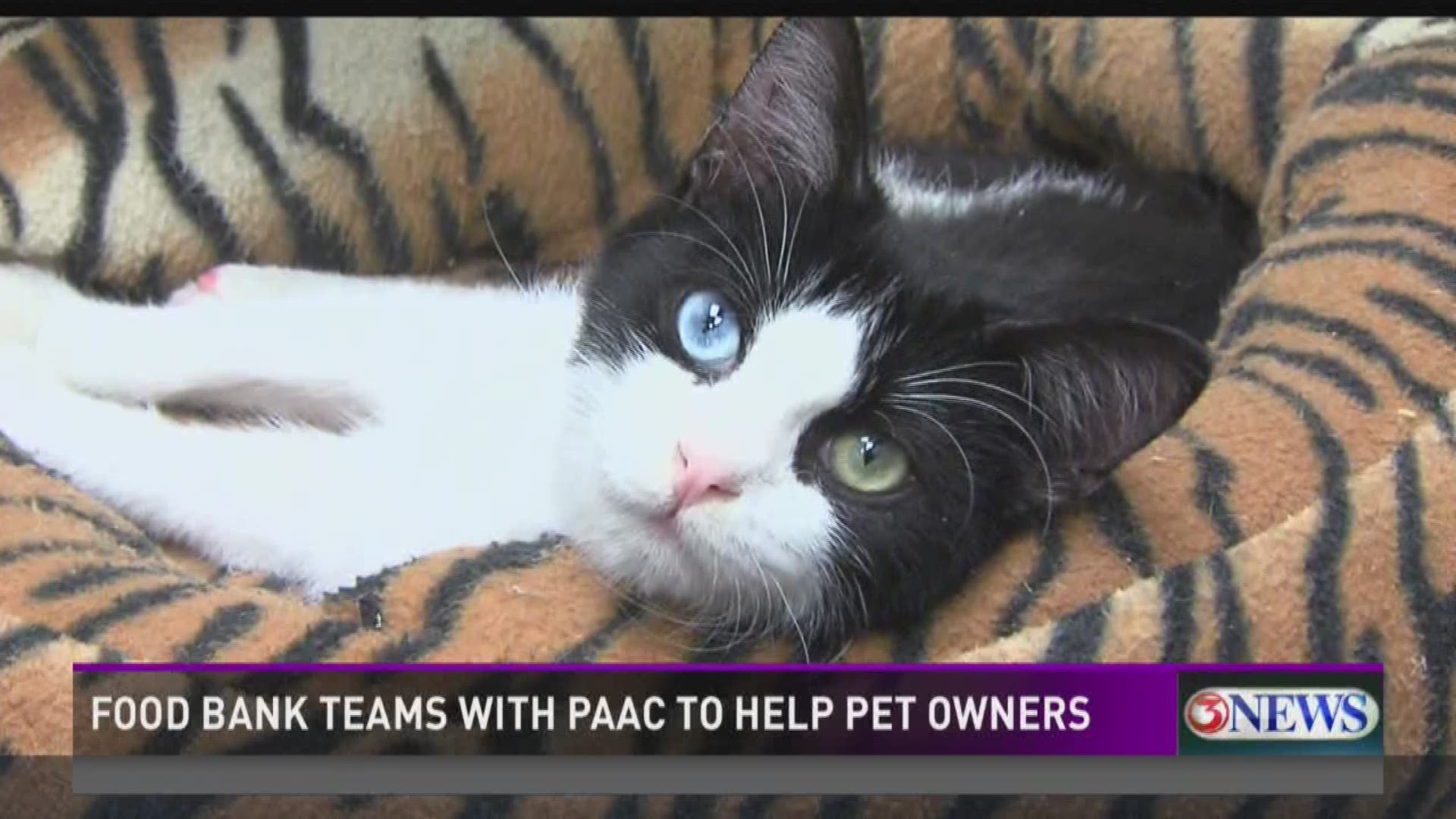 The Food Bank of Corpus Christi and People Assisting Animal Control, or PAAC, have teamed up to create a program to help low-income families care for their pets.