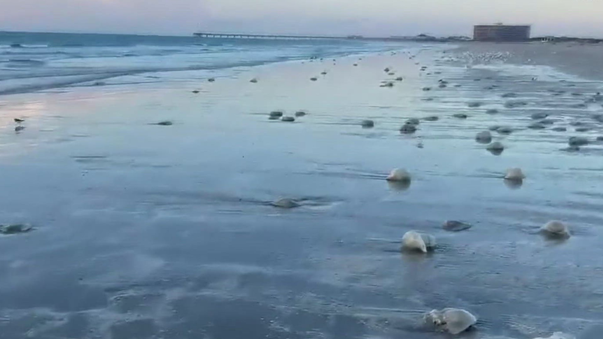Dozens of cabbage head jellyfish, also called cannonball jellyfish can be found washed up on the shore of the Port Aransas jetties.
