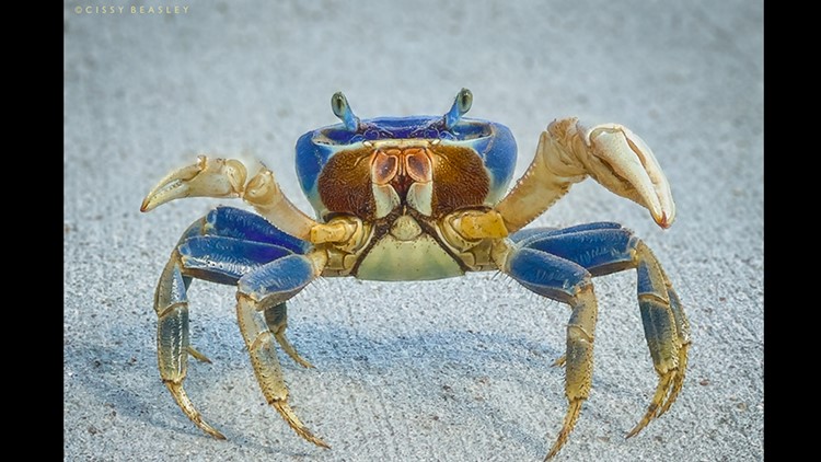 Blue crabs spotted all over Coastal Bend after weekend rains