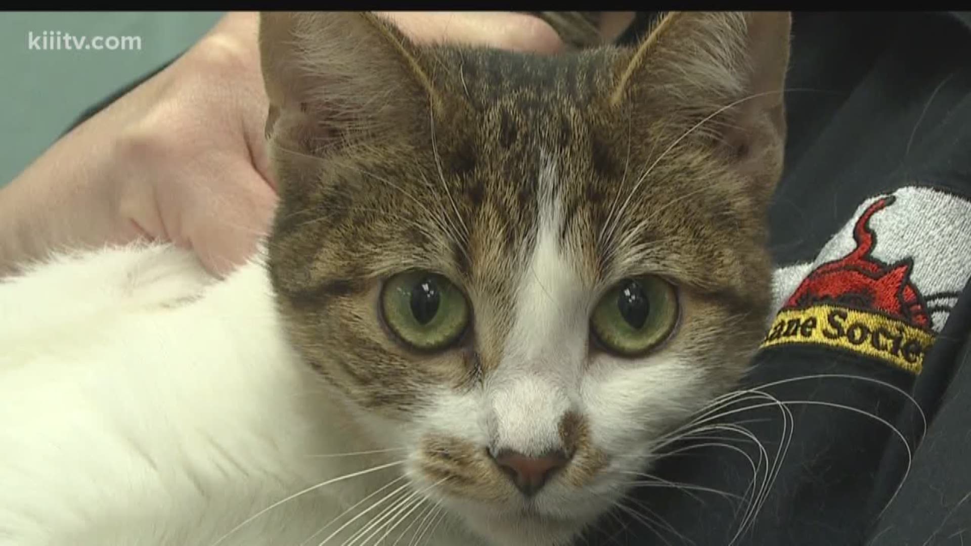 See if you can help find 2 year old Hazel find a loving home in this edition of Paws for Pets.