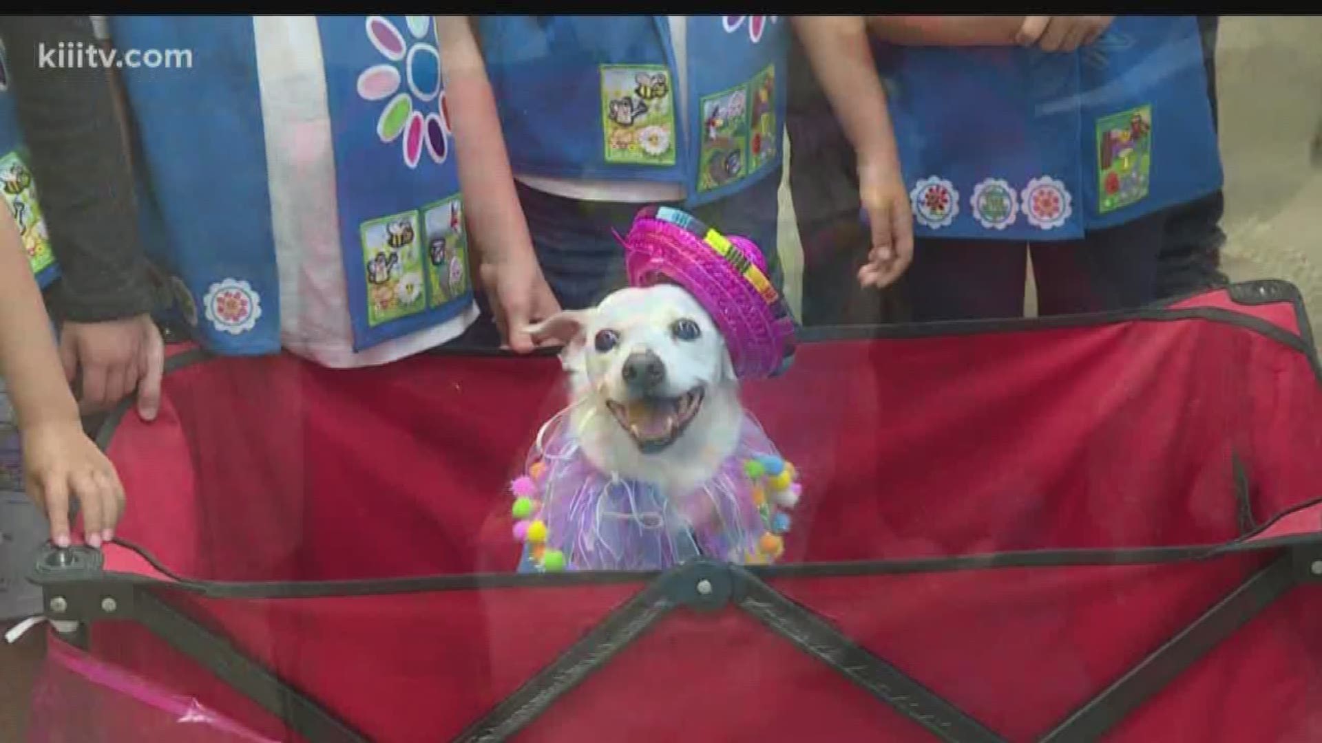 Special Report: The Gulf Coast Humane Society Mascot celebrate's birthday!