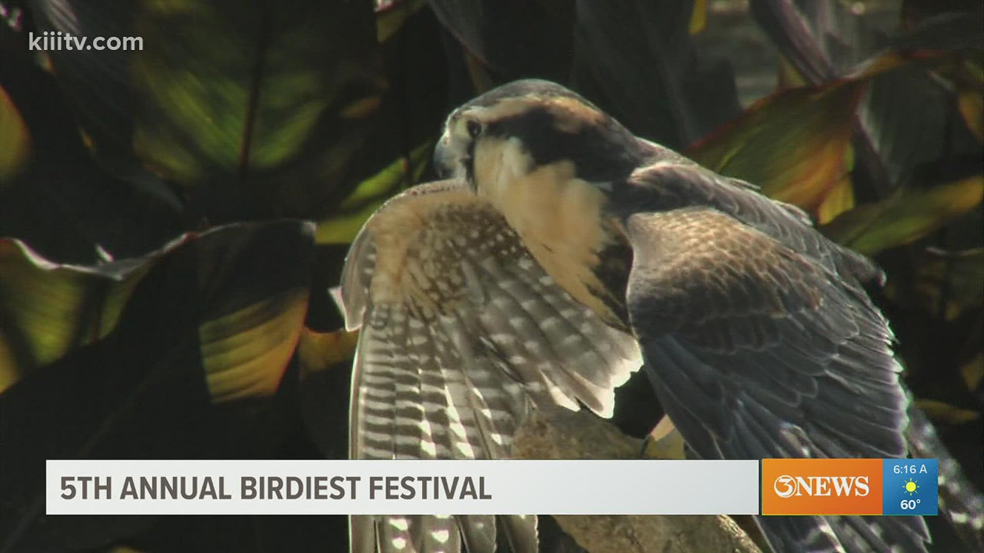 Last year, a record number of species sightings excited many bird enthusiasts during the event.