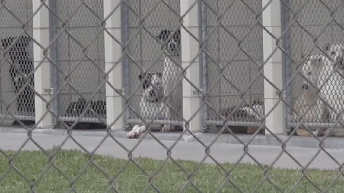 Rise in dog distemper cases concerns Corpus Christi