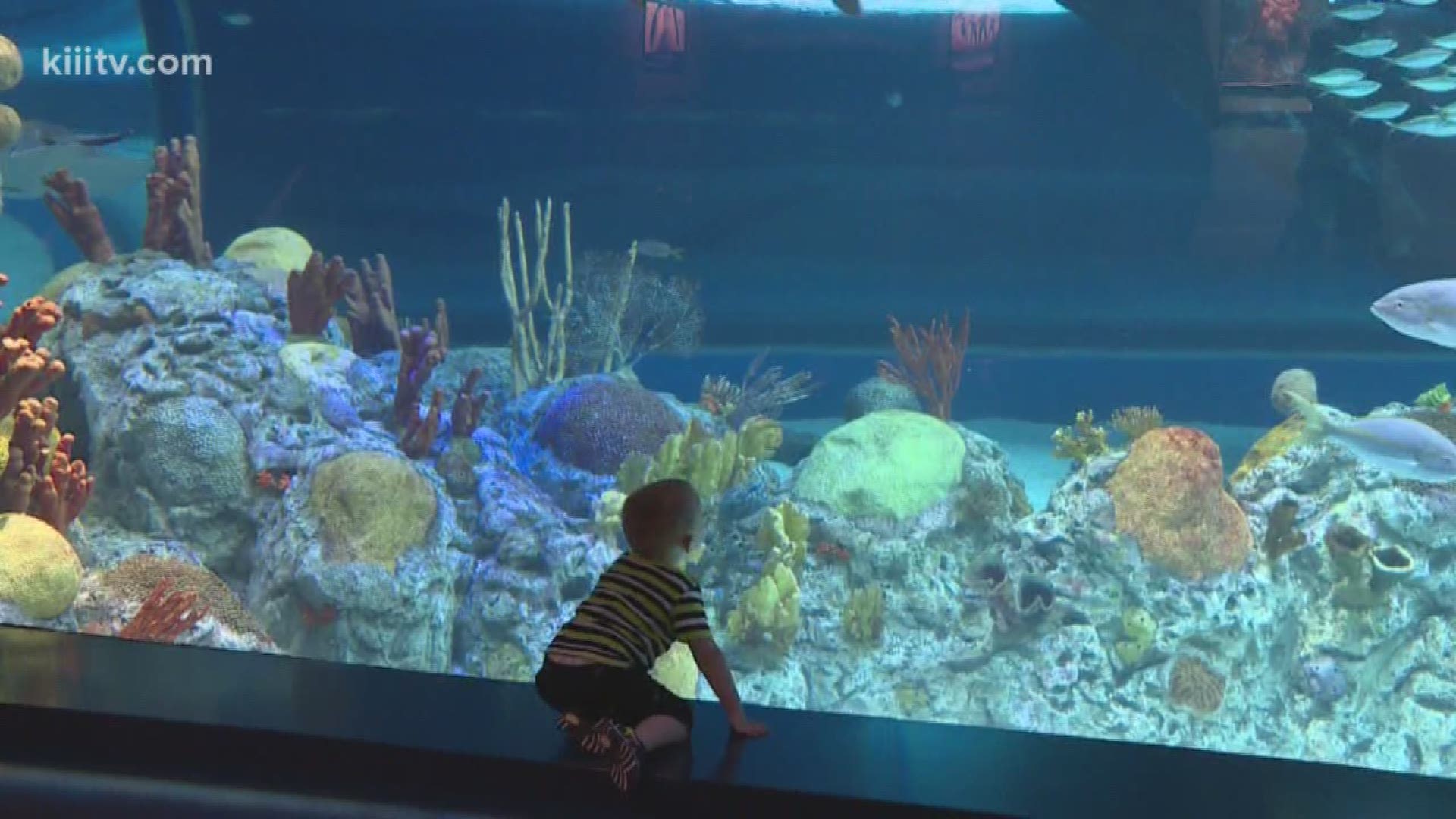 People with autism were able to comfortably enjoy the exhibits Sunday morning at the Texas State Aquarium.