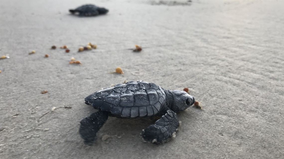 Sea turtle hatchling release at Padre Island National Seashore
