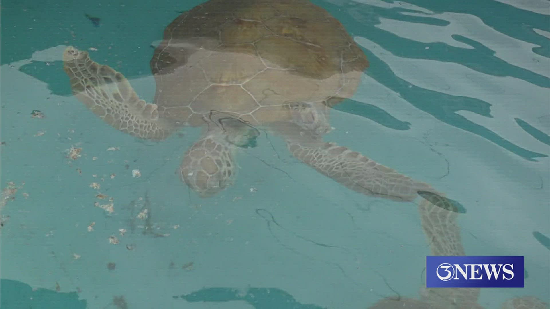 Director of rehabilitation at the Texas Sea Life Center said their work relies solely on donations.