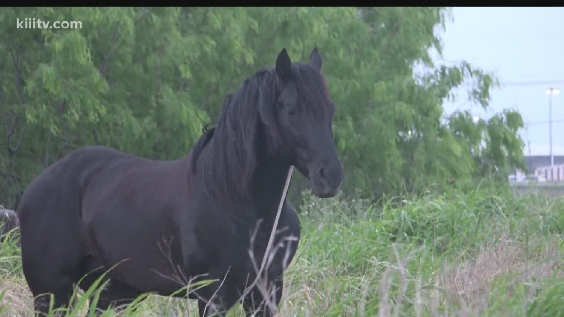 Corpus Christi police received a call around 7 a.m. Monday about a horse running loose on I-37.