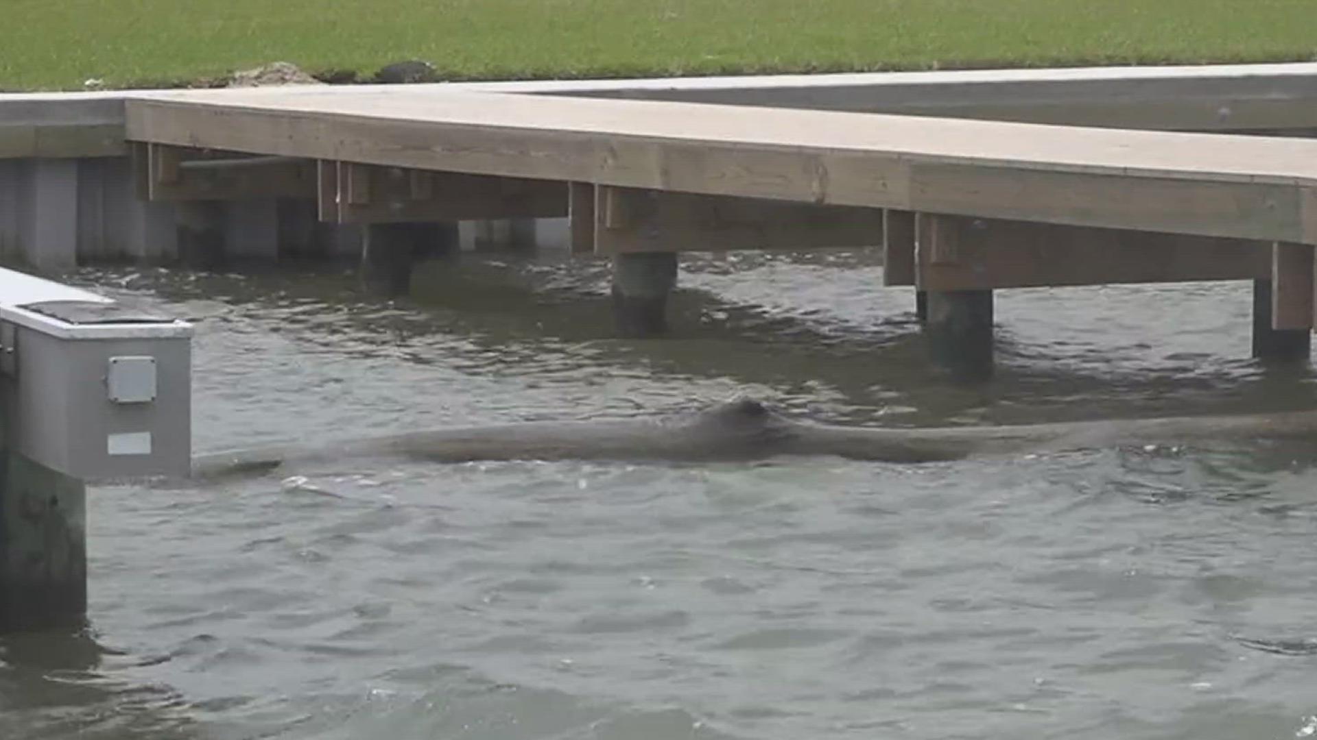 The Coast Guard confirmed to 3NEWS that they have received reports of a large tree floating in Packery Channel. They share how to navigate the waters safely.