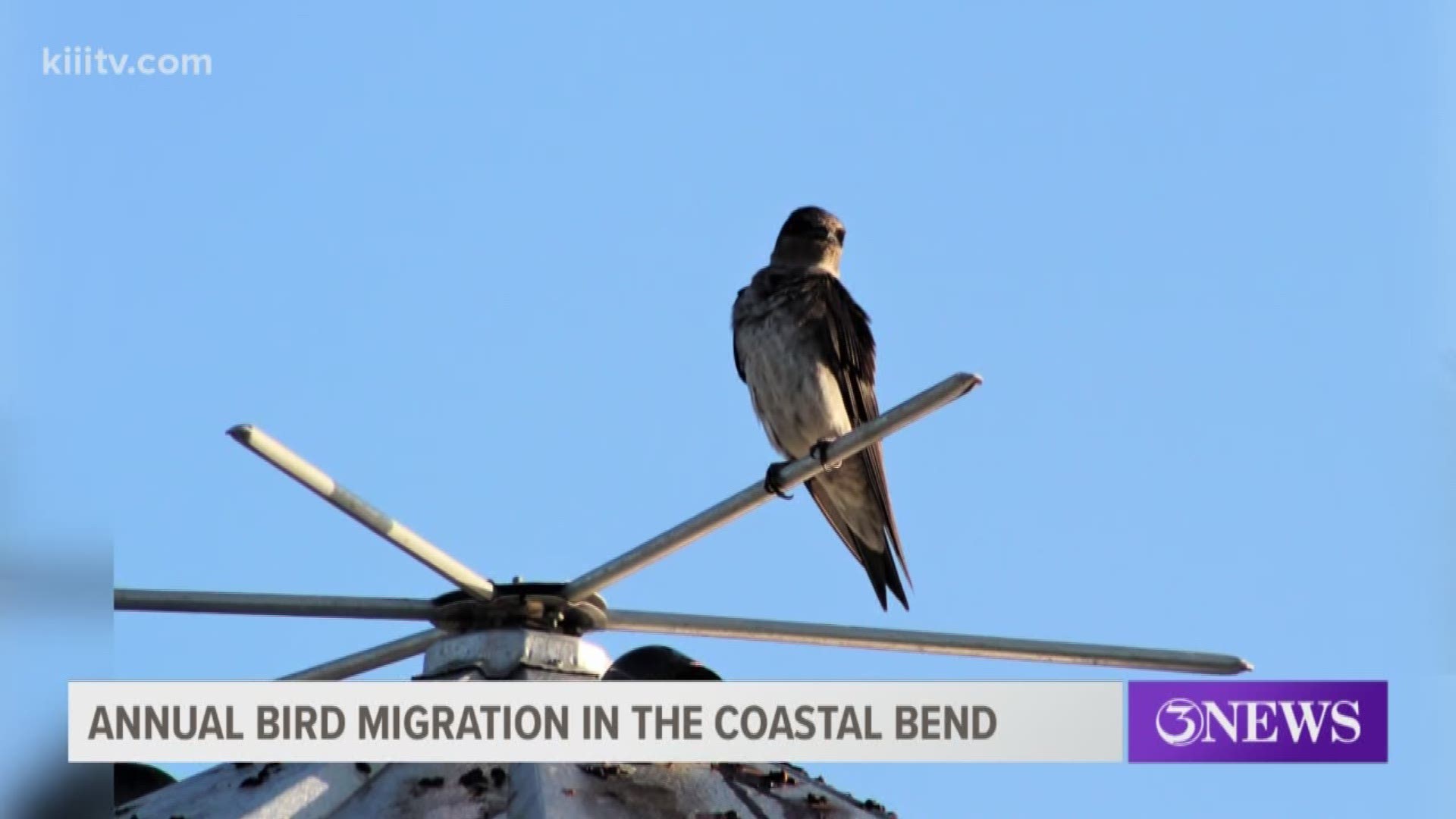 The purple martin bird will be making it's annual trip to the Coastal Bend, and you will know when they land.