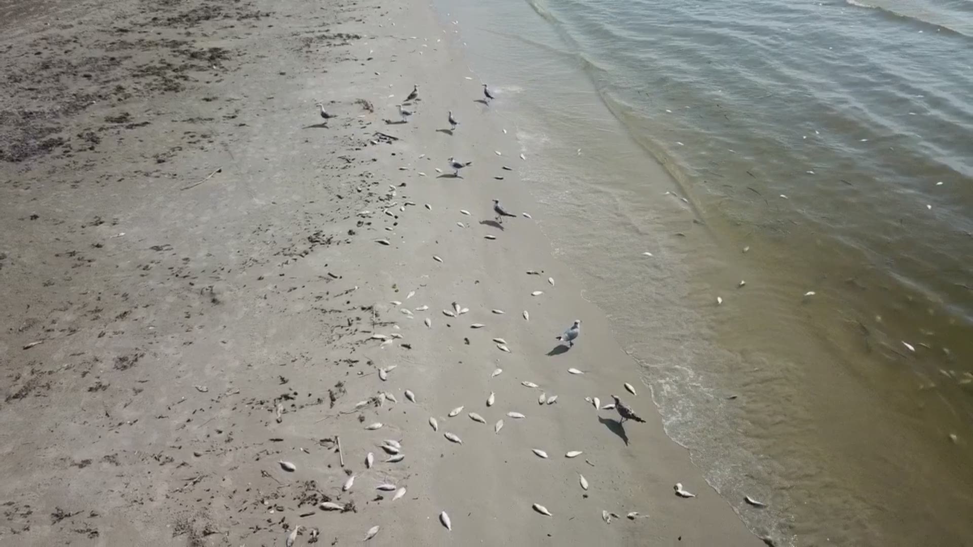 There are dead fish in the water at beach access road 1A and dead fish all up and down the beach in Port Aransas.