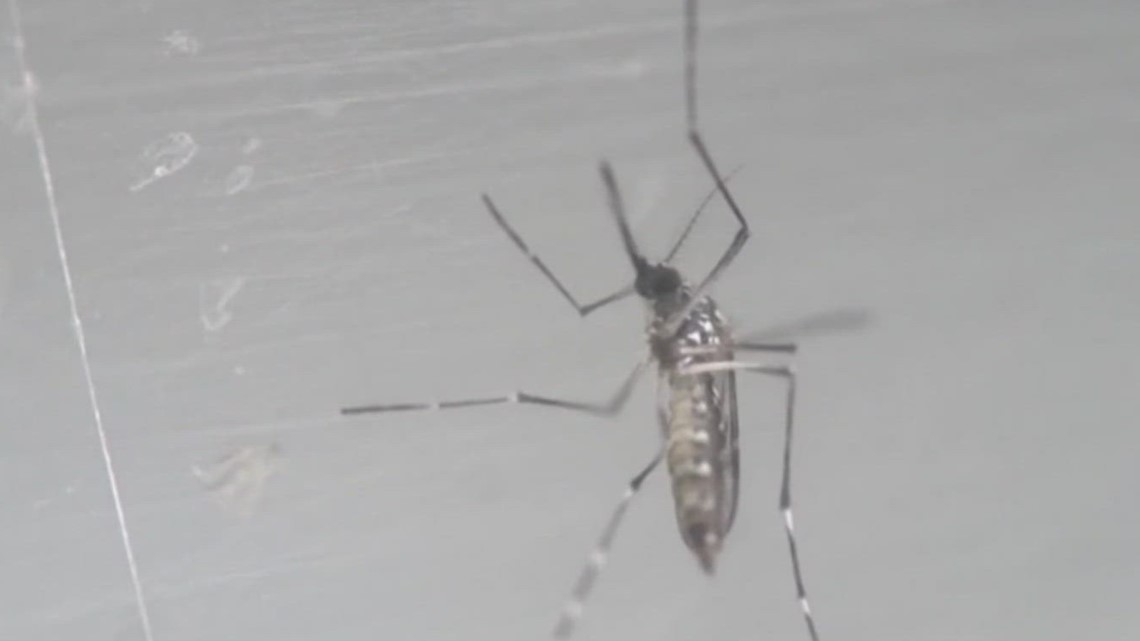 City sprays mosquito traps to prevent West Nile virus | kiiitv.com