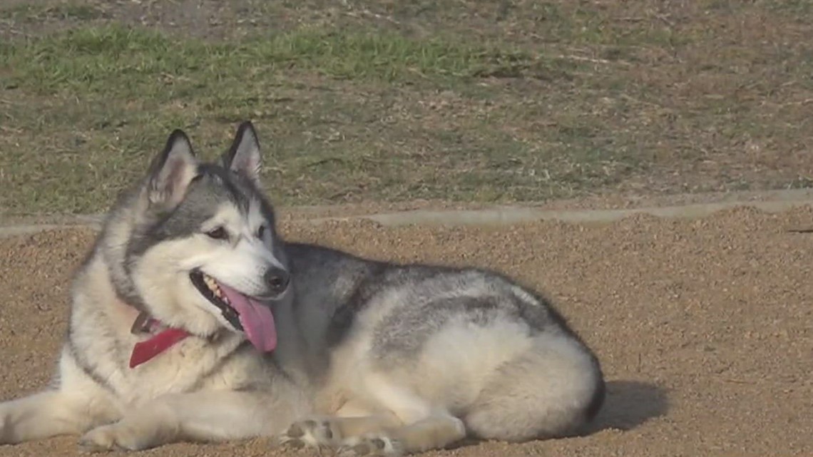 Corpus Christi expanding dog park access