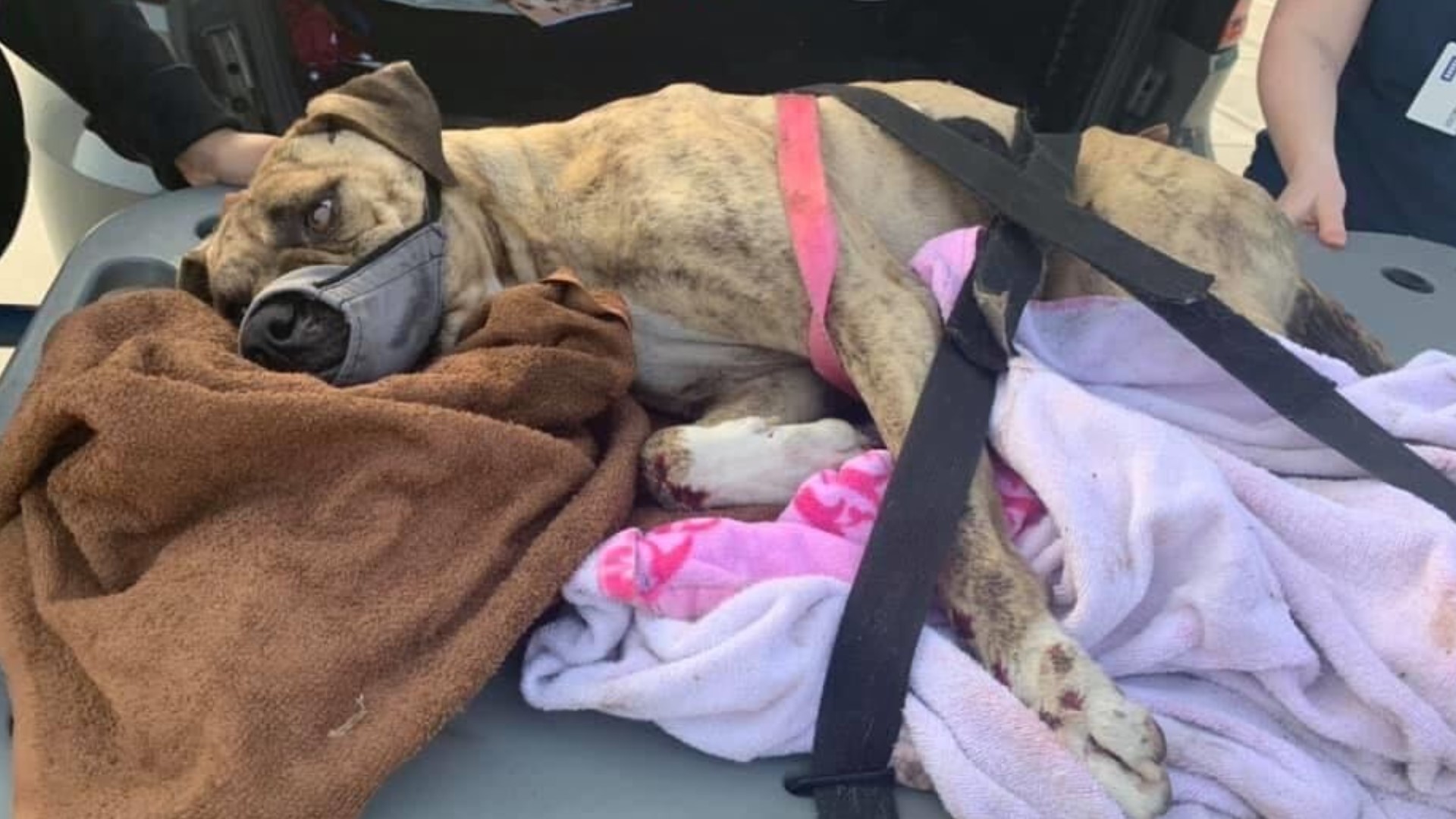 Community seeking justice for dog thrown out of moving pickup truck ...