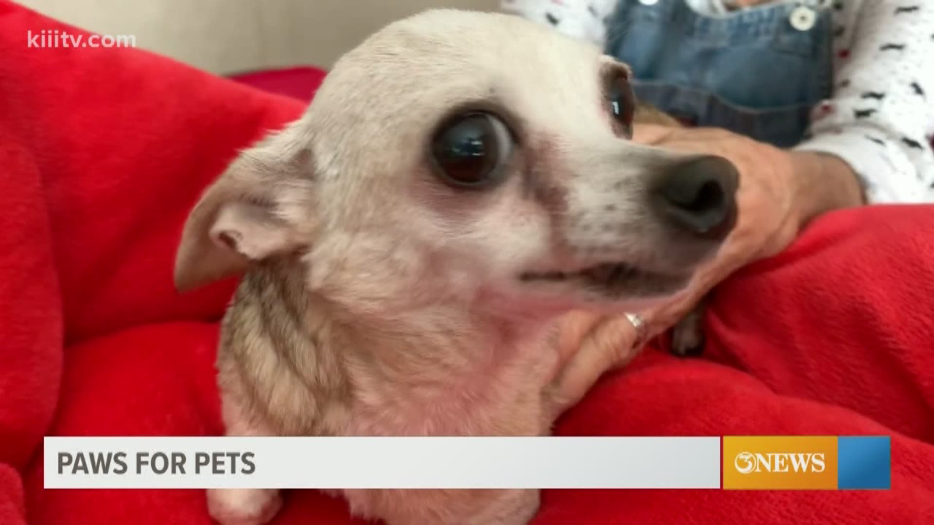 Meet the next adoptable pet from Peewee's Pet Adoption.